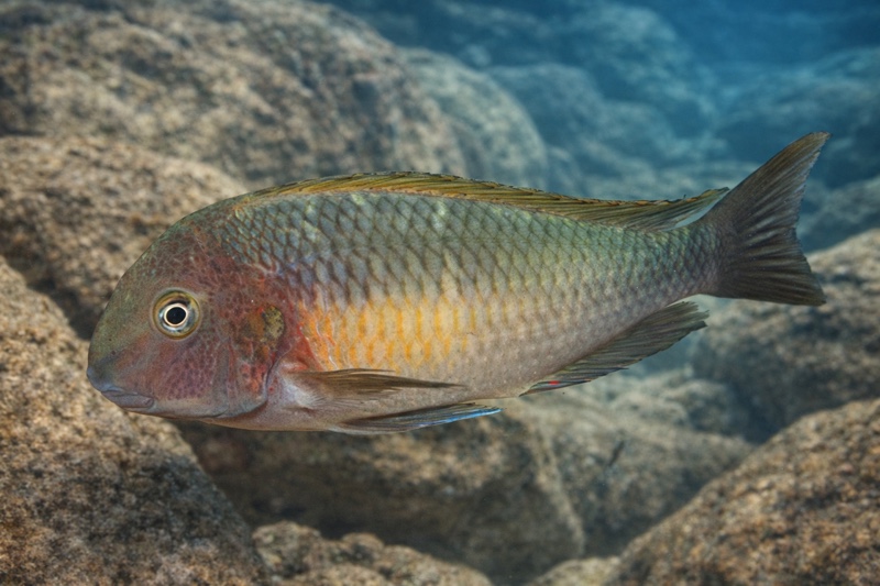 Tropheus moorii 'Chilambo'
